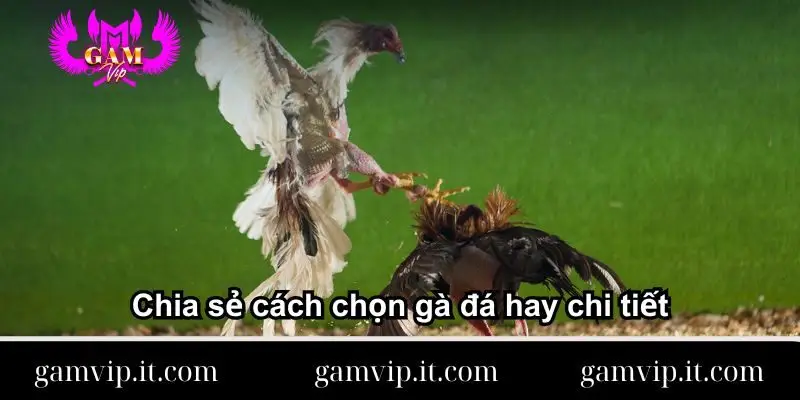 chia-se-cach-chon-ga-da-hay-chi-tiet