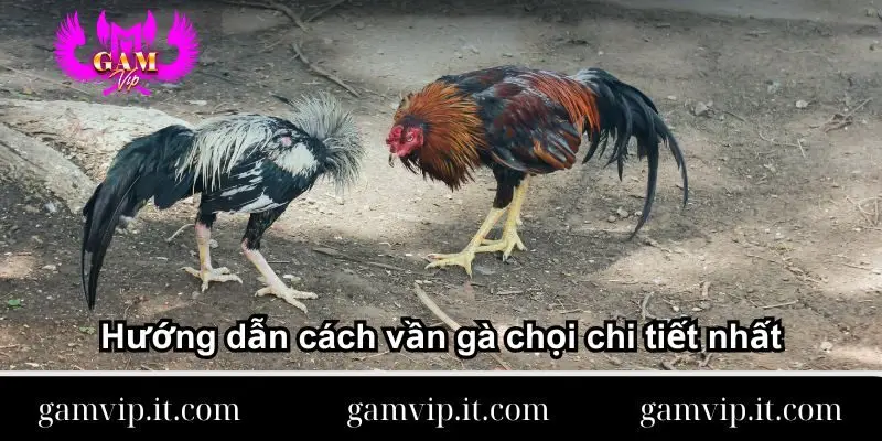 huong-dan-cach-van-ga-choi-chi-tiet-nhat