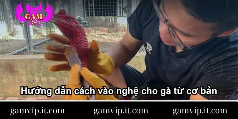 huong-dan-cach-vao-nghe-cho-ga-tu-co-ban