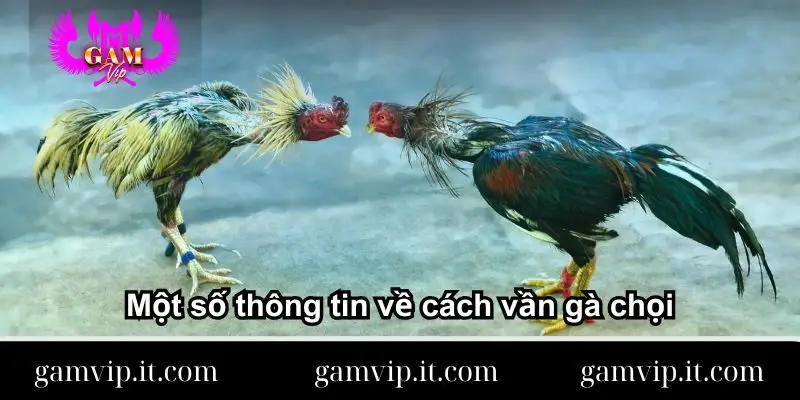 mot-so-thong-tin-ve-cach-van-ga-choi